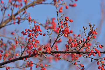 Red fruits of cornus officinalis, Ripe Japanese cornelian cherry, on the branch