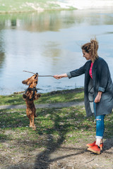 Active english cocker spaniel playing with his owner in the park with stick. Friendship between dog and human