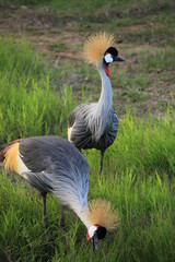 Grey crowned cranes in Lake Naivasha (Kenya) 