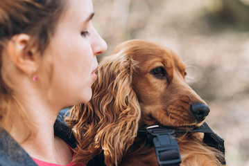 Close up portrait of beautiful brown spaniel on hands of his owner