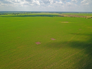 Aerial drone view. Green agricultural field