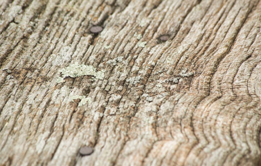 textura de madera vieja y antigua © Berto