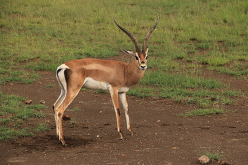 Grant's gazelle in Amboseli National Park spotted during a Safari (Kenya)