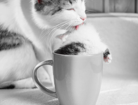 Caring Cat Mom Licks Her Kitten Who Is Sitting In A Mug.