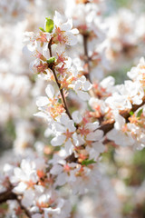Cherry branch on the background of a blooming garden. White flowers with young leaves. Pastel colors. Spring macro color