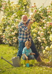 Flower rose care and watering. Grandfather with grandson gardening together. Cute little boy...