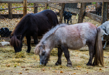 Two little ponies eating hay at the zoo.