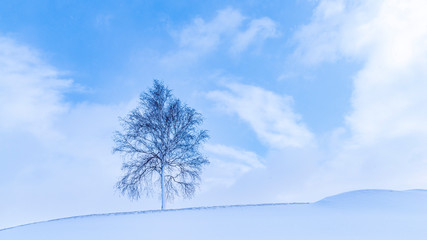 雪と空　白樺の木