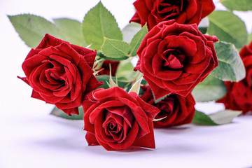  Flower beautiful bouquet of roses with white background, floral background.