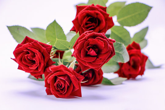 รูปภาพRoes-Flower – เลือกดูภาพถ่ายสต็อก เวกเตอร์ และวิดีโอ206 | Adobe Stock