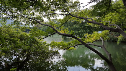 Fototapeta premium tree in forest