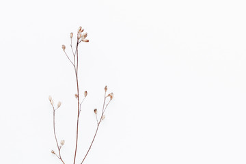 Minimal style photography. Branch natural creative composition top view background with copy space for your text. Flat lay.
