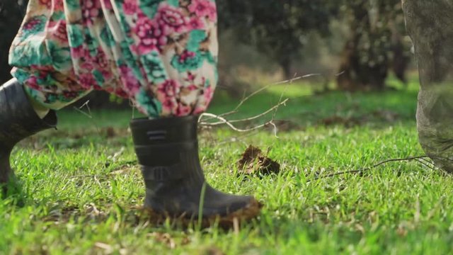 An olive garden worker in Turkish harem pants and rubber boots carries the net to the next olive tree.
