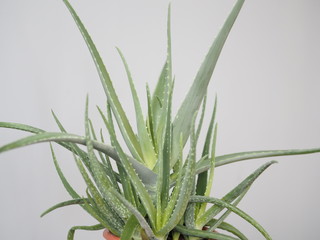 Aloe vera is a tropical plant that tolerates hot weather. Used as a useful herbal remedy. Home plant.