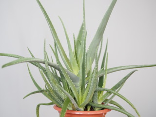 Aloe vera is a tropical plant that tolerates hot weather. Used as a useful herbal remedy. Home plant.