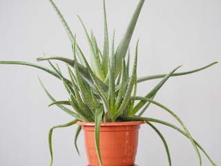Aloe vera is a tropical plant that tolerates hot weather. Used as a useful herbal remedy. Home plant.