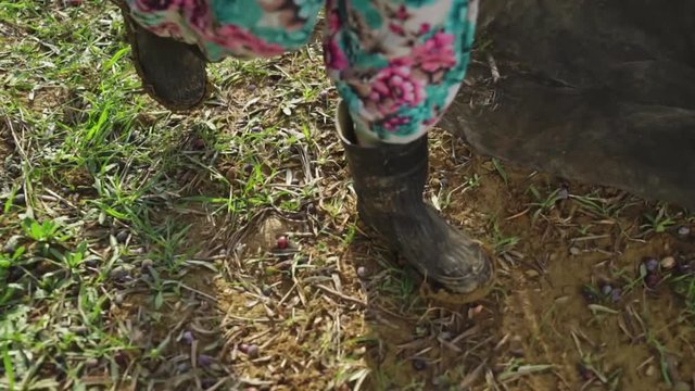 An olive garden worker in Turkish harem pants and rubber boots carries the net to the next olive tree.