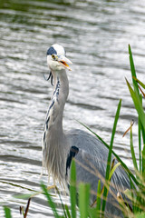 Grey heron (ardea cinerea) standing on a riverbank on a grey cloudy day in spring