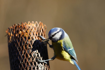 Little Blue Tit pulled the seed from the feeder