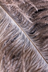 Feather ostrich on black background, bird plume,  fluffy.