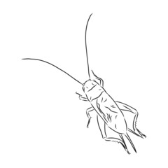 vector illustration of an insect cricket
