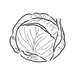 cabbage isolated on white background