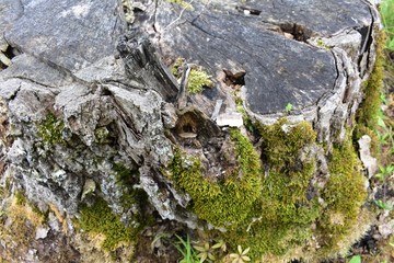 lichen on a rock