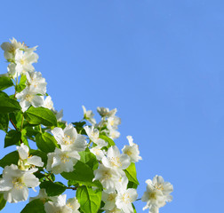 Jasmine flowers  (Other names are Jasminum, Jasmine Melati, Jessamine, Jasmine Oleaceae)  on a background of blue sky.Frame with jasmine flowers and space for text. Delicate background with white jasm