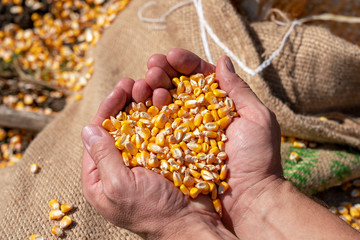 Handful of  Harvested Grain Corn Heart-Shaped Pile