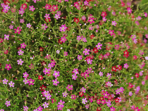  bright  tiny pink ,red,purple flower with tiny leaves