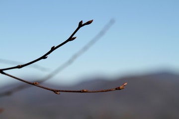 Detail of a branch