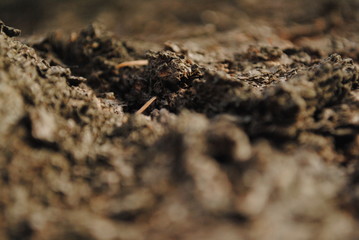  texture trees bark