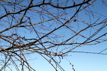 branches of a tree