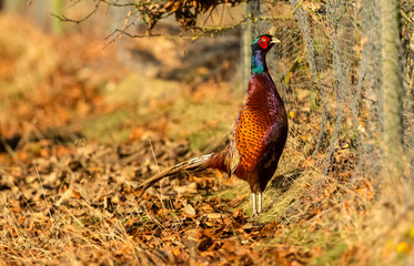 Pheasant, colourful male. Common or ring necked pheasant in Autumn contemplating how to get over a low rabbit wire fence.  Horizontal.   Space for copy