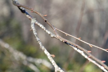 Tree branch