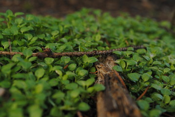 green grass