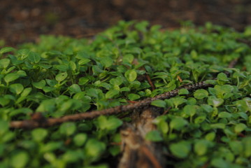 grass