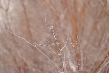 branch texture