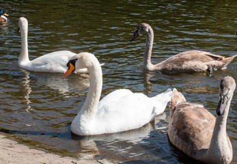 Obraz premium Wildlife, Bird, Germany - Two swan couples, male and female, swim on the Lahn, in Marburg, on a sunny day.