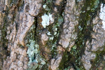 bark of a tree
