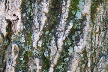 bark of a tree