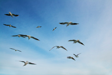 Group of seagulls flying into the sky