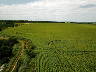 Fototapeta na wymiar Aerial drone view. Green field of corn