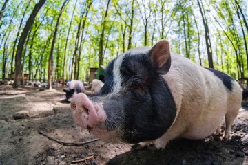 Pig animal on farm, mammal domestic nose, portrait rural.