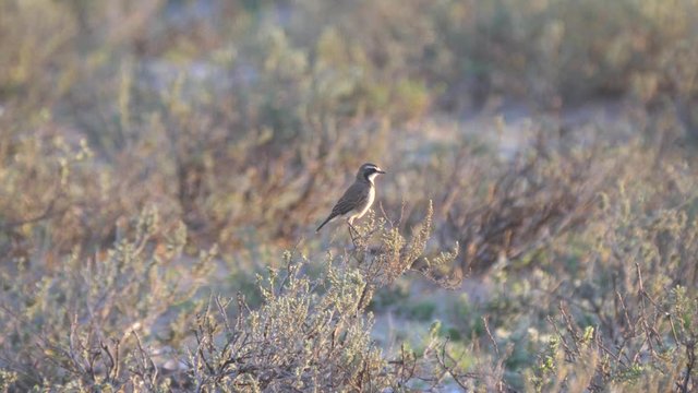 Capped wheatear on a branch at Kgalagadi Transfrontier Park, Botswana