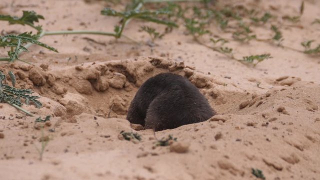 Damara Mole-rat digs in the sand of Kgalagadi Transfrontier Park, Botswana