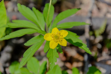 The awakening of nature in spring