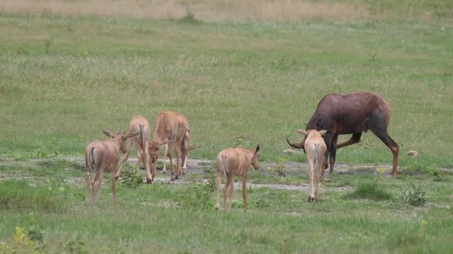 Herd of Common tsessebe on the savanna of Moremi Game Reserve in Botswana