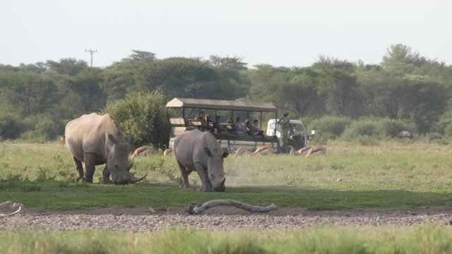 Rhino mother and young grazing with tourists in the background at Khama Rhino Sanctuary in Botswana