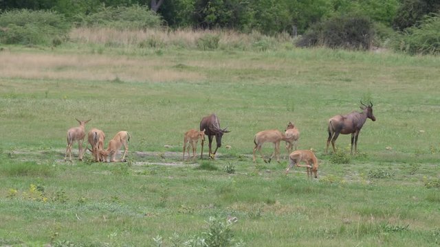 Herd of Common tsessebe on the savanna of Moremi Game Reserve in Botswana